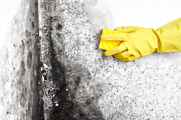 Best Biohazard Mold Removal  in Tukwila, WA
