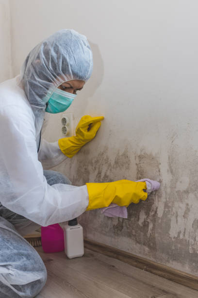 Reliable Tukwila, WA Mold Removal Solutions
